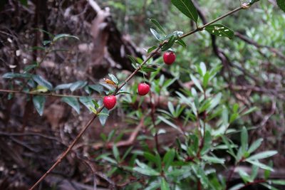 Aristotelia peduncularis, photographed by Cowirrie