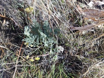 Lomatium austiniae, photographed by Quinn Campbell