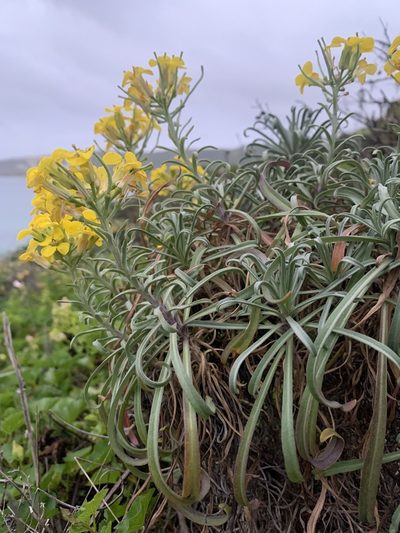 Erysimum insulare, photographed by Jim Riley