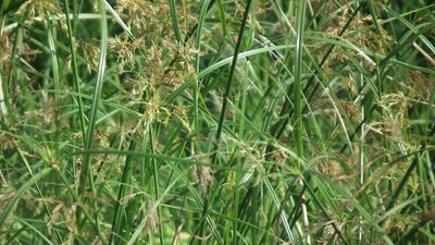Cyperus fastigiatus, photographed by Shaun Swanepoel