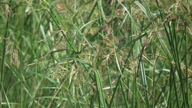 Cyperus fastigiatus, photographed by Shaun Swanepoel