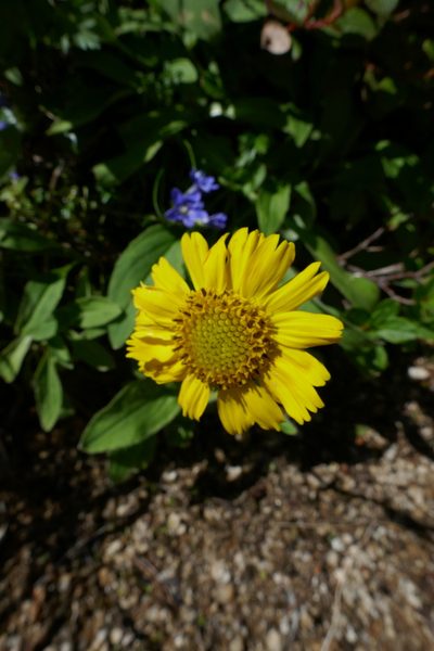 Arnica unalaschcensis, photographed by Matt Scott