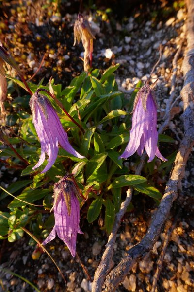 Campanula dasyantha, photographed by Matt Scott