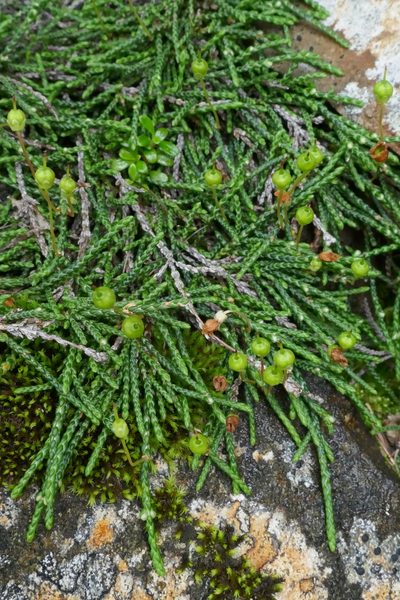 Cassiope lycopodioides, photographed by Matt Scott