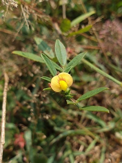 Stylosanthes guianensis, photographed by Aravinth