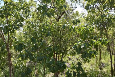 Terminalia ferdinandiana, photographed by Thomas Mesaglio