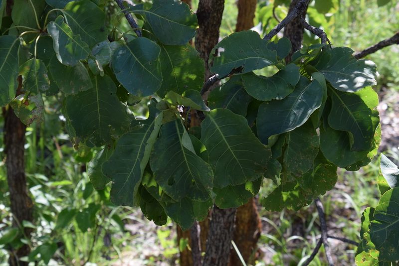 Terminalia ferdinandiana, photographed by Thomas Mesaglio