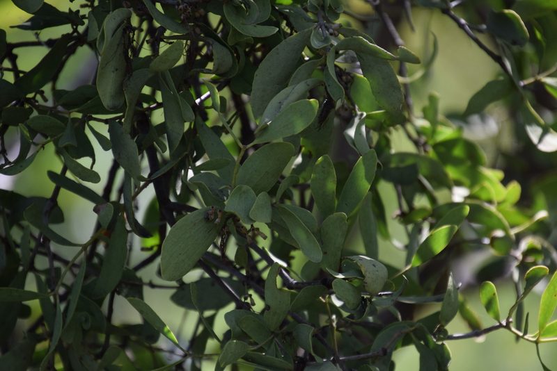 Amyema villiflora, photographed by Thomas Mesaglio