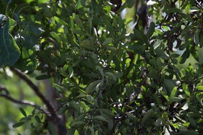 Amyema villiflora, photographed by Thomas Mesaglio