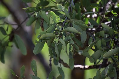 Amyema villiflora, photographed by Thomas Mesaglio