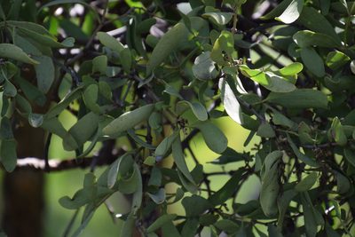 Amyema villiflora, photographed by Thomas Mesaglio