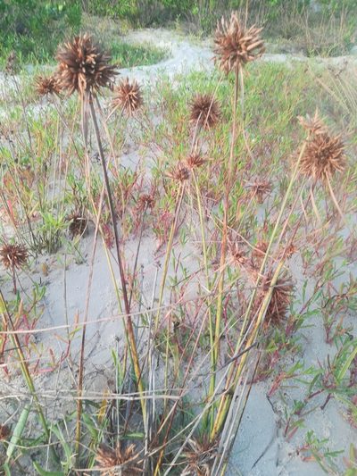 Cyperus crassipes, photographed by Viken