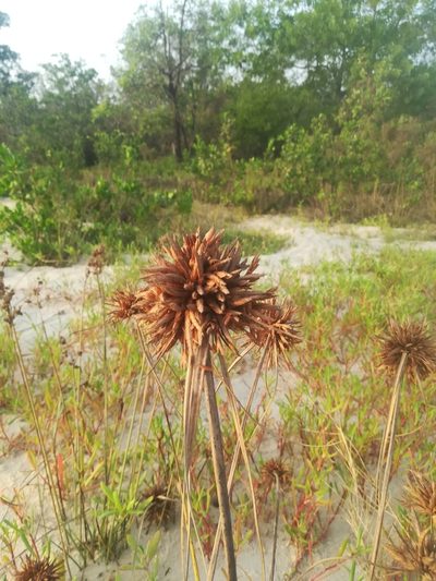 Cyperus crassipes, photographed by Viken