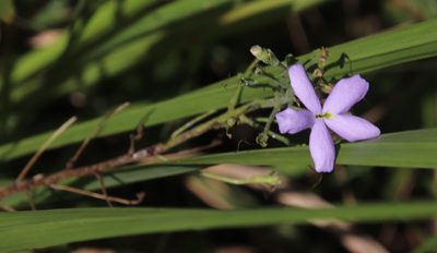 Jamesbrittenia grandiflora, photographed by Tony Rebelo