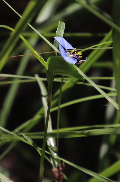 Commelina modesta, photographed by Tony Rebelo