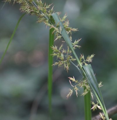 Carex spicatopaniculata, photographed by Tony Rebelo