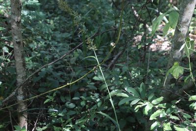 Carex spicatopaniculata, photographed by Tony Rebelo