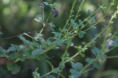 Endostemon obtusifolius, photographed by Tony Rebelo