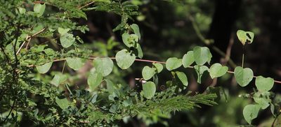 Helinus integrifolius, photographed by Tony Rebelo