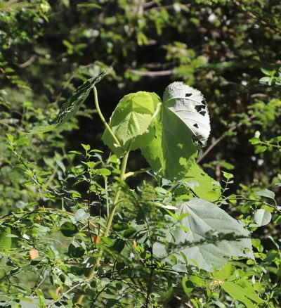 Sparrmannia ricinocarpa, photographed by Tony Rebelo