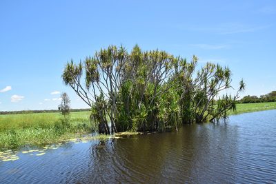 Pandanus aquaticus, photographed by Thomas Mesaglio