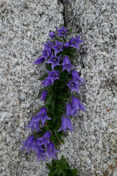 Campanula dasyantha, photographed by Matt Scott