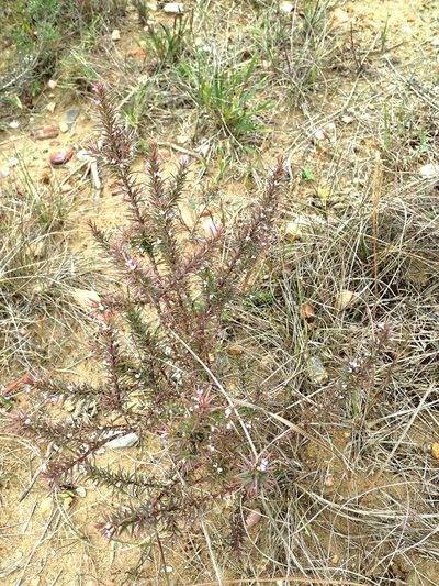 Muraltia pungens, photographed by Peter Warren