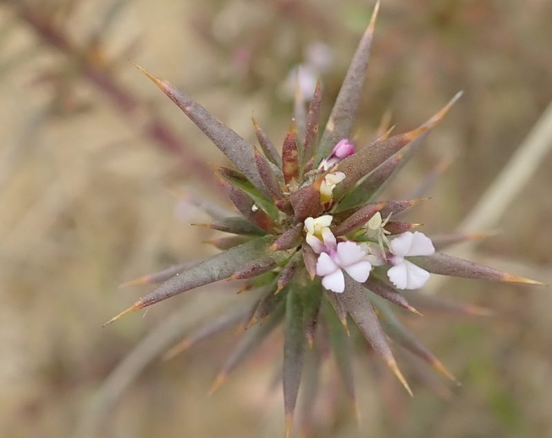 Muraltia pungens, photographed by Peter Warren