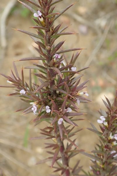 Muraltia pungens, photographed by Peter Warren