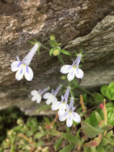 Lobelia cuneifolia, photographed by jeanetteclarke
