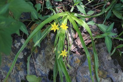Hypoxis angustifolia, photographed by Tony Rebelo