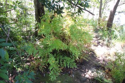 Osmunda acuta, photographed by Tony Rebelo