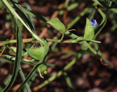 Commelina eckloniana, photographed by Tony Rebelo