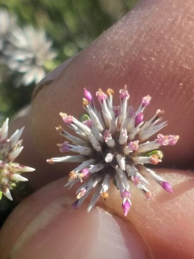 Stoebe microphylla, photographed by kevin koen