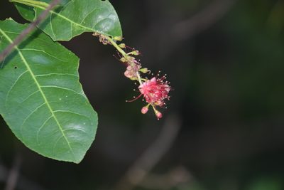 Barringtonia acutangula, photographed by Thomas Mesaglio