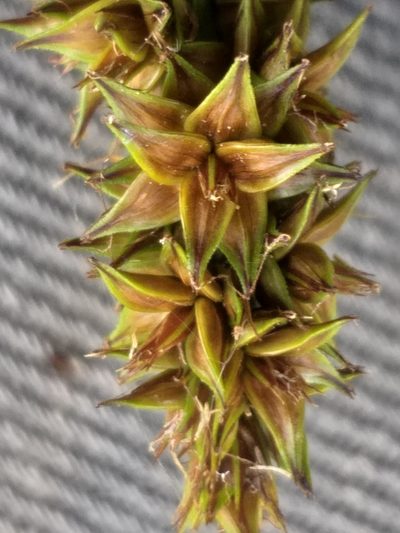 Carex glomerata, photographed by kevin koen