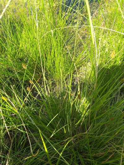 Carex glomerata, photographed by kevin koen