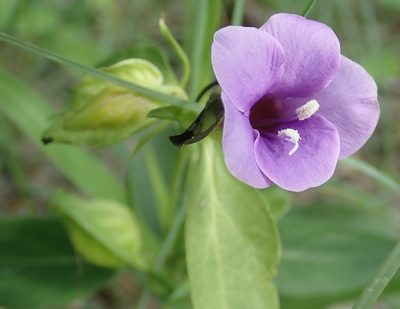 Barleria mackenii