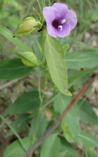 Barleria mackenii, photographed by Wilderness Safaris Botswana - Conservation Team