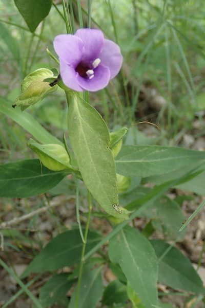 Barleria mackenii, photographed by Wilderness Safaris Botswana - Conservation Team