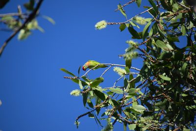 Melaleuca viridiflora, photographed by Thomas Mesaglio