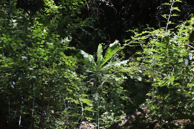 Anthocleista grandiflora, photographed by Tony Rebelo