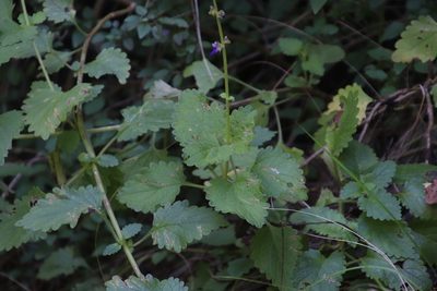Coleus bojeri, photographed by Tony Rebelo