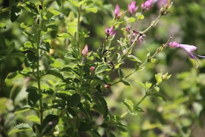 Syncolostemon stalmansii, photographed by Tony Rebelo
