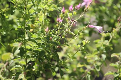 Syncolostemon stalmansii, photographed by Tony Rebelo