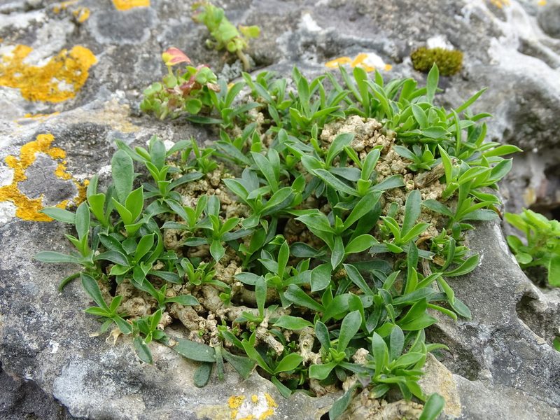 Silene fruticosa, photographed by Grzegorz Grzejszczak
