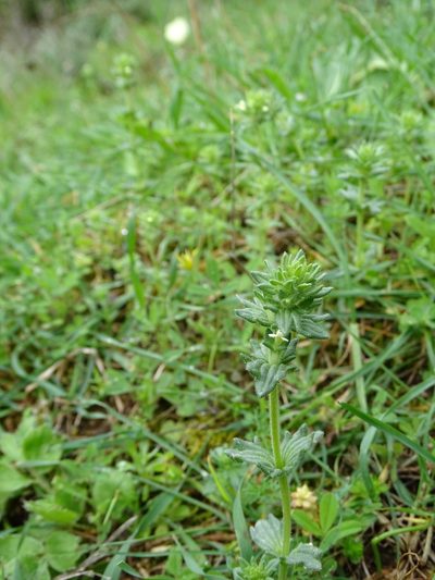 Parentucellia flaviflora, photographed by Grzegorz Grzejszczak