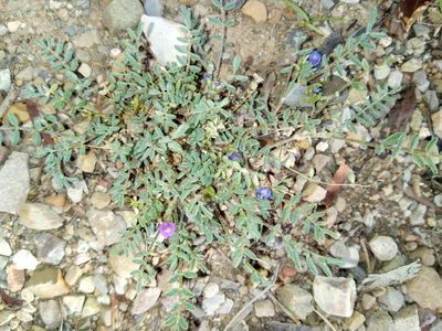 Astragalus micranthellus, photographed by Alfredo F. Fuentes Claros