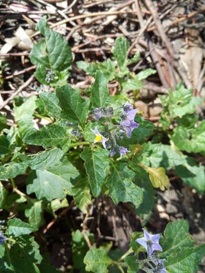 Solanum pentlandii, photographed by Alfredo F. Fuentes Claros