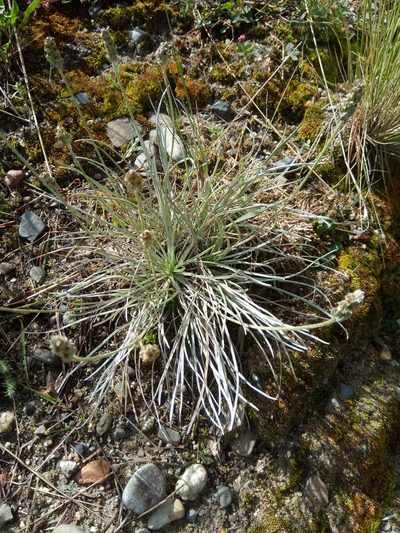 Plantago sericea, photographed by Alfredo F. Fuentes Claros